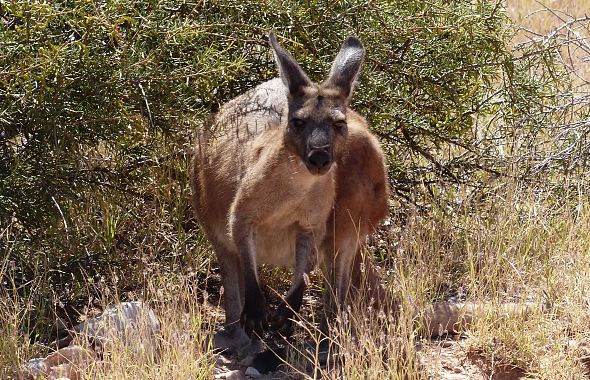 Un canguro - foto Alberta Canepa