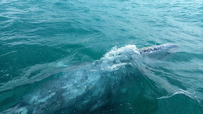 Una balena grigia nella baia Magdalena - foto di Blue Lama
