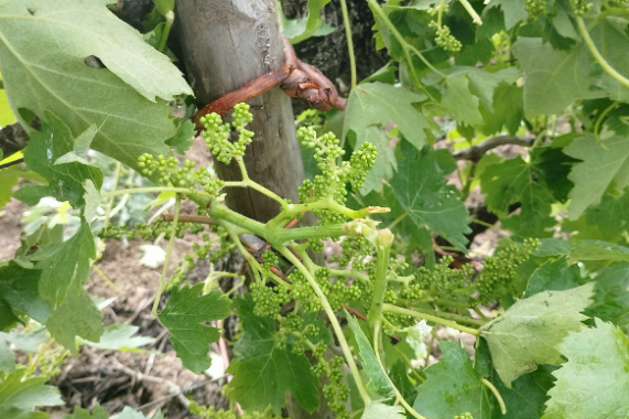 I tralci di vite spezzati dalla grandine