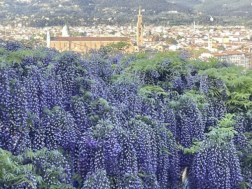 Il glicine fiorito di Villa Bardini - foto Blue Lama